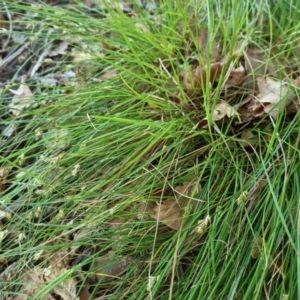 Carex inversa at O'Connor, ACT - 6 Dec 2023