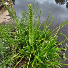 Cycnogeton procerum (Nareli, Swamp Arrowgrass) at JER700: JWs - Eyrie St Wetland - 23 Nov 2023 by Jiggy