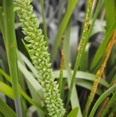 Cycnogeton procerum at JER700: JWs - Eyrie St Wetland - 23 Nov 2023