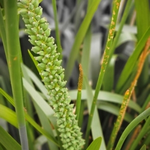 Cycnogeton procerum at JER700: JWs - Eyrie St Wetland - 23 Nov 2023