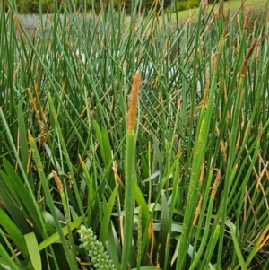 Cycnogeton procerum at JER700: JWs - Eyrie St Wetland - 23 Nov 2023