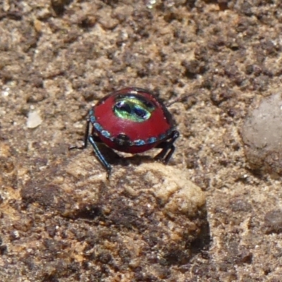 Choerocoris paganus (Ground shield bug) at Bargo River State Conservation Area - 30 Nov 2023 by Curiosity