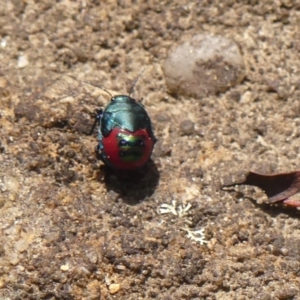 Choerocoris paganus at Wingecarribee Local Government Area - 1 Dec 2023 10:39 AM