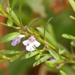 Hemigenia cuneifolia at Wingecarribee Local Government Area - 30 Nov 2023 by Curiosity