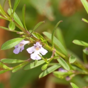 Hemigenia cuneifolia at suppressed by Curiosity