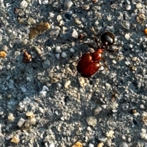 Pheidole sp. (genus) (Seed-harvesting ant) at Pialligo, ACT by FeralGhostbat