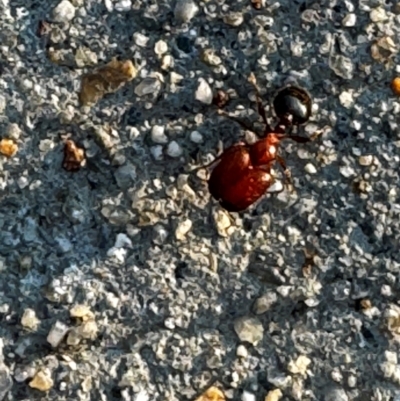 Pheidole sp. (genus) (Seed-harvesting ant) at Pialligo, ACT - 6 Dec 2023 by FeralGhostbat