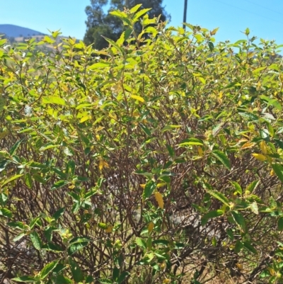 Adriana tomentosa var. tomentosa (Eastern Bitterbush) at Wee Jasper, NSW - 5 Dec 2023 by forest17178