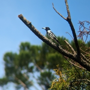 Cracticus nigrogularis (Pied Butcherbird) at Corinda, QLD by Darcy