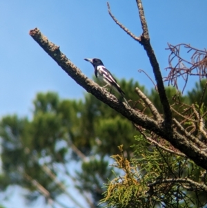 Cracticus nigrogularis at Corinda, QLD - 3 Dec 2023