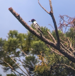 Cracticus nigrogularis at Corinda, QLD - 3 Dec 2023