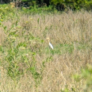 Bubulcus coromandus (Eastern Cattle Egret) at Rocklea, QLD by Darcy