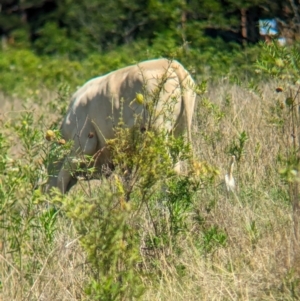 Bubulcus coromandus at Rocklea, QLD - 3 Dec 2023