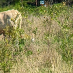 Bubulcus coromandus at Rocklea, QLD - 3 Dec 2023