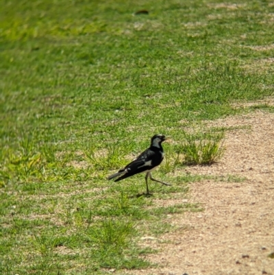 Grallina cyanoleuca (Magpie-lark) at Rocklea, QLD - 3 Dec 2023 by Darcy