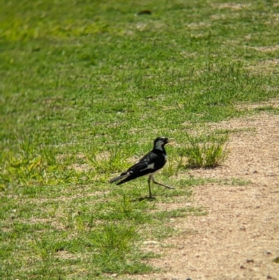 Grallina cyanoleuca (Magpie-lark) at Rocklea, QLD - 2 Dec 2023 by Darcy