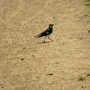 Grallina cyanoleuca at Rocklea, QLD - 3 Dec 2023