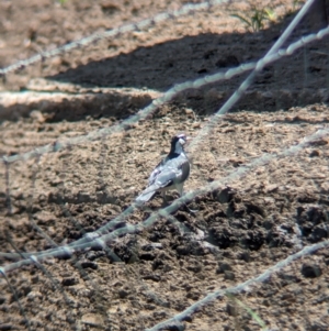 Grallina cyanoleuca at Rocklea, QLD - 3 Dec 2023