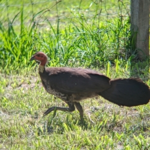 Alectura lathami at Rocklea, QLD - 3 Dec 2023