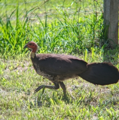 Alectura lathami (Australian Brush-turkey) at Rocklea, QLD - 3 Dec 2023 by Darcy