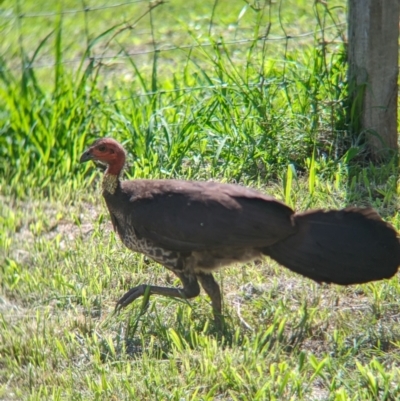 Alectura lathami (Australian Brush-turkey) at Rocklea, QLD - 2 Dec 2023 by Darcy