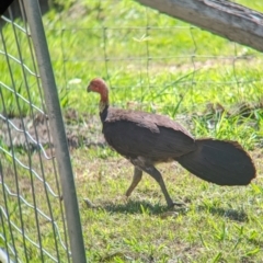 Alectura lathami at Rocklea, QLD - 3 Dec 2023