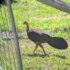 Alectura lathami at Rocklea, QLD - 3 Dec 2023