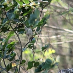 Zosterops lateralis (Silvereye) at Rocklea, QLD - 3 Dec 2023 by Darcy