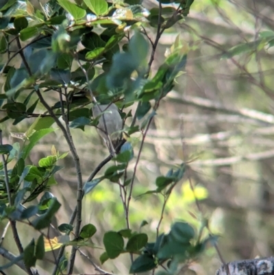 Zosterops lateralis (Silvereye) at Rocklea, QLD - 3 Dec 2023 by Darcy