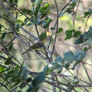 Zosterops lateralis at Rocklea, QLD - 3 Dec 2023 09:07 AM