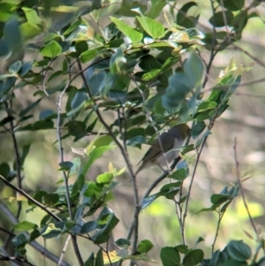 Zosterops lateralis at Rocklea, QLD - 3 Dec 2023 09:07 AM