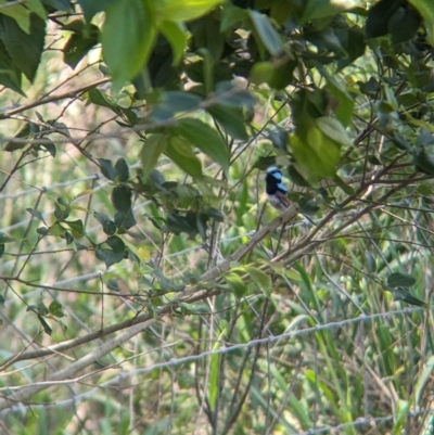 Malurus cyaneus (Superb Fairywren) at Rocklea, QLD - 3 Dec 2023 by Darcy