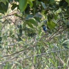 Malurus cyaneus at Rocklea, QLD - 3 Dec 2023 09:10 AM