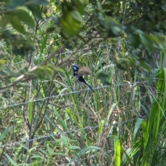 Malurus cyaneus at Rocklea, QLD - 3 Dec 2023