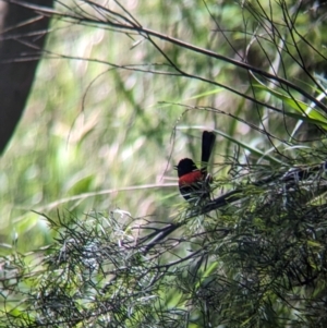 Malurus melanocephalus at Rocklea, QLD - 3 Dec 2023