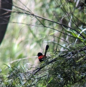 Malurus melanocephalus at Rocklea, QLD - 3 Dec 2023