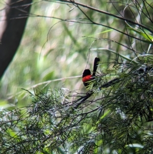 Malurus melanocephalus at Rocklea, QLD - 3 Dec 2023