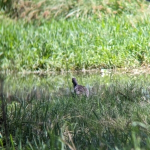 Porphyrio melanotus at Rocklea, QLD - 3 Dec 2023