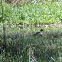 Porphyrio melanotus at Rocklea, QLD - 3 Dec 2023