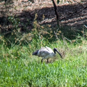 Threskiornis molucca at Rocklea, QLD - 3 Dec 2023