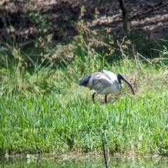 Threskiornis molucca at Rocklea, QLD - 3 Dec 2023 09:21 AM