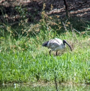 Threskiornis molucca at Rocklea, QLD - 3 Dec 2023