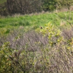 Cisticola exilis (Golden-headed Cisticola) at Rocklea, QLD - 3 Dec 2023 by Darcy