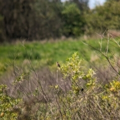 Cisticola exilis at Rocklea, QLD - 3 Dec 2023 09:30 AM