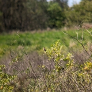 Cisticola exilis at Rocklea, QLD - 3 Dec 2023 09:30 AM