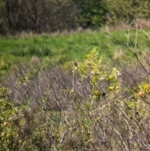 Cisticola exilis at Rocklea, QLD - 3 Dec 2023 09:30 AM