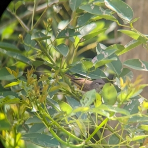 Lichmera indistincta at Rocklea, QLD - 3 Dec 2023