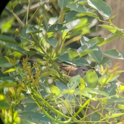 Lichmera indistincta (Brown Honeyeater) at Rocklea, QLD - 2 Dec 2023 by Darcy