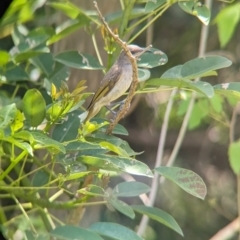 Lichmera indistincta at Rocklea, QLD - 3 Dec 2023 09:34 AM