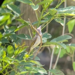Lichmera indistincta at Rocklea, QLD - 3 Dec 2023 09:34 AM